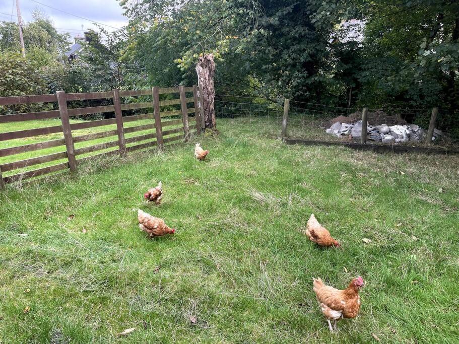 Y Felin Bed&Breakfast&Smallholding Caersws Exterior foto